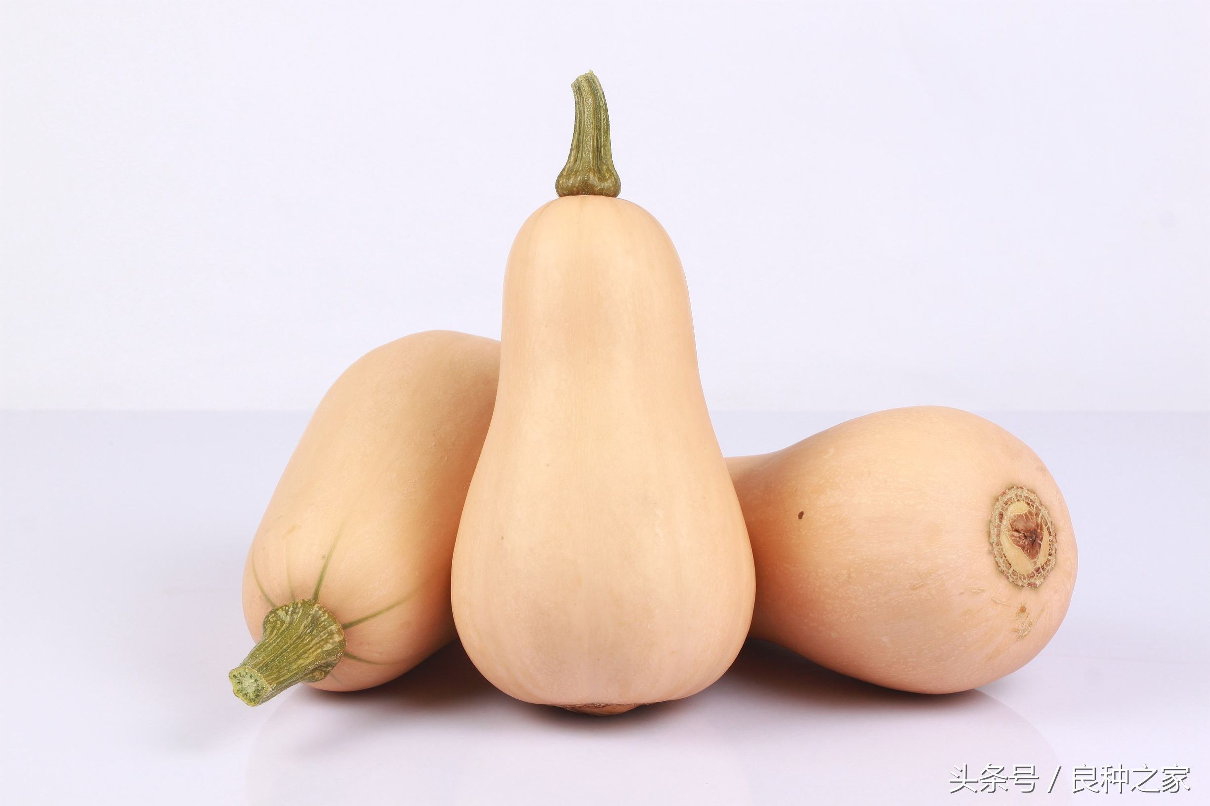 餐桌上常见的本土作物是什么,10种常见的粮食作物