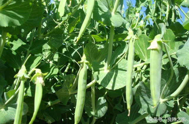 餐桌上常见的本土作物是什么,10种常见的粮食作物