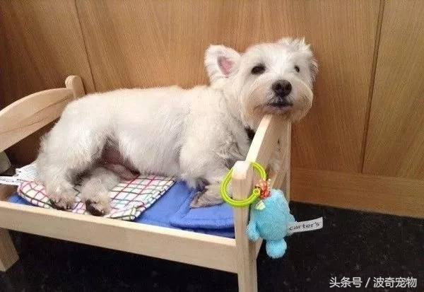 金毛喝醋,金毛喝酸醋