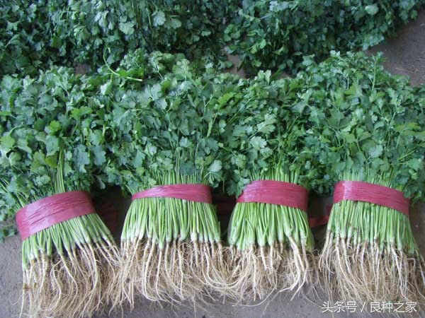 餐桌上常见的本土作物是什么,10种常见的粮食作物