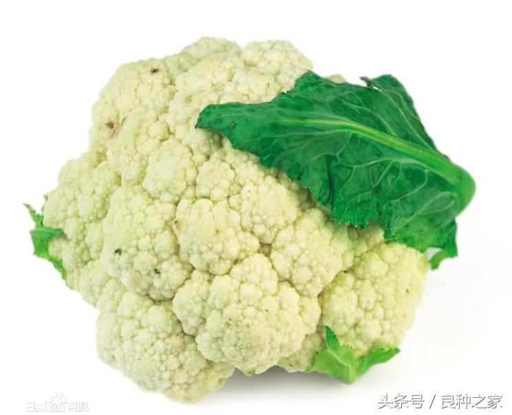 餐桌上常见的本土作物是什么,10种常见的粮食作物