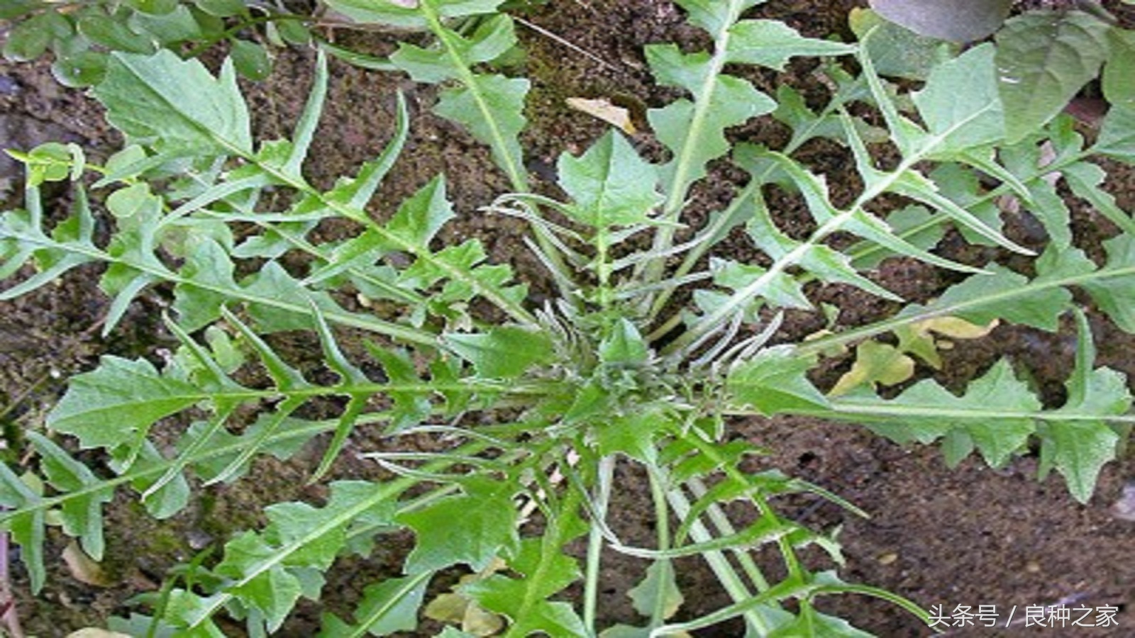 餐桌上常见的本土作物是什么,10种常见的粮食作物