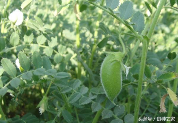 餐桌上常见的本土作物是什么,10种常见的粮食作物
