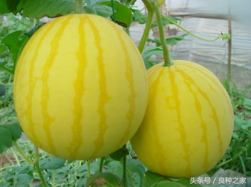 餐桌上常见的本土作物是什么,10种常见的粮食作物