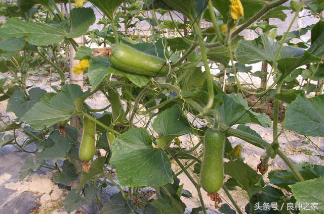 餐桌上常见的本土作物是什么,10种常见的粮食作物