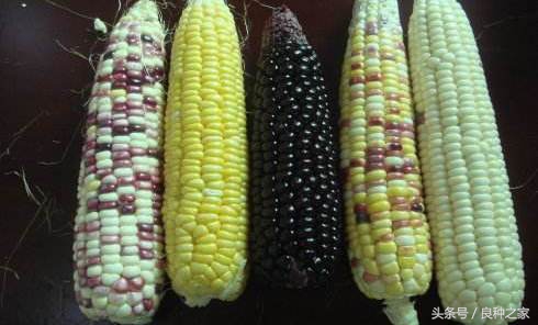 餐桌上常见的本土作物是什么,10种常见的粮食作物