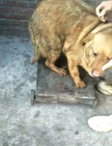 閲戞瘺绗煎瓙閲岀殑娉拌开,閲戞瘺鍜岀憻鐟熷彂鎶栫殑娉拌开