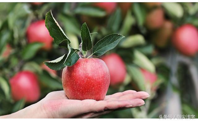 平安夜苹果选哪种好,平安夜苹果好卖吗