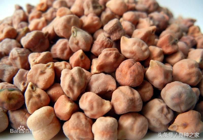 餐桌上常见的本土作物是什么,10种常见的粮食作物