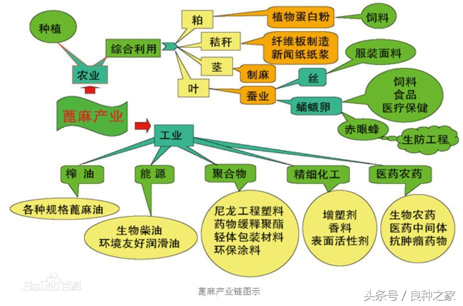 餐桌上常见的本土作物是什么,10种常见的粮食作物