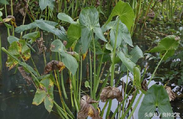 餐桌上常见的本土作物是什么,10种常见的粮食作物