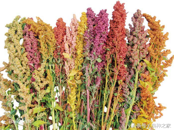 餐桌上常见的本土作物是什么,10种常见的粮食作物