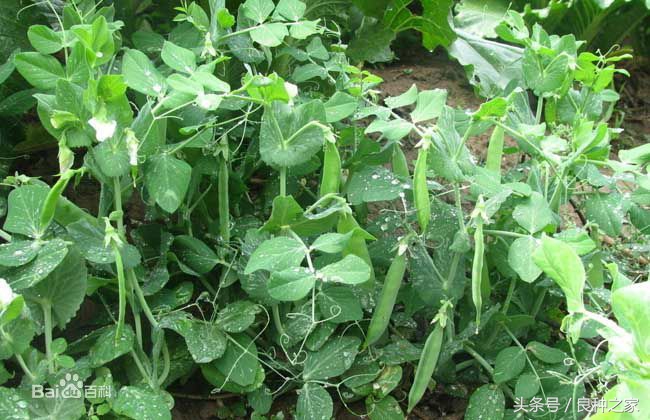 餐桌上常见的本土作物是什么,10种常见的粮食作物