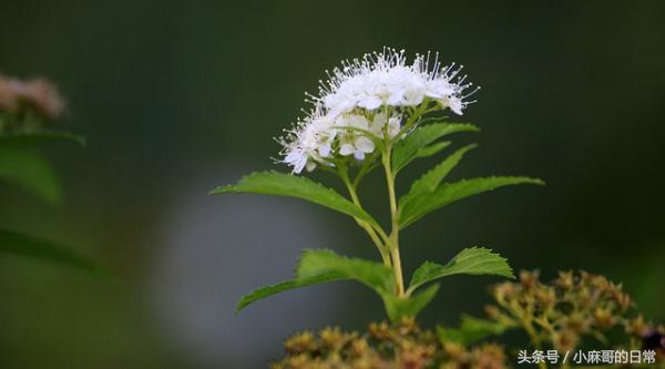 吸入麻醉的副作用和危害,吸入麻醉对脑子有危险