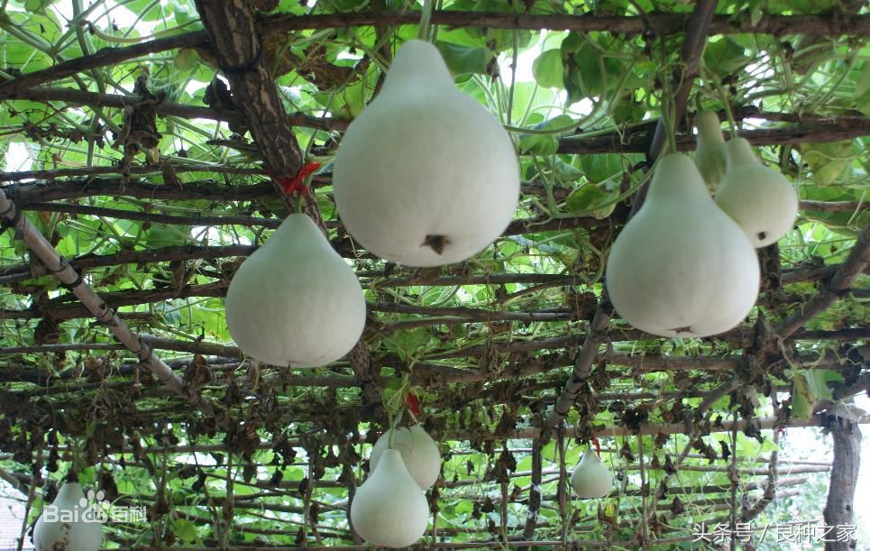 餐桌上常见的本土作物是什么,10种常见的粮食作物