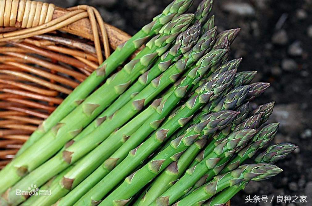 餐桌上常见的本土作物是什么,10种常见的粮食作物