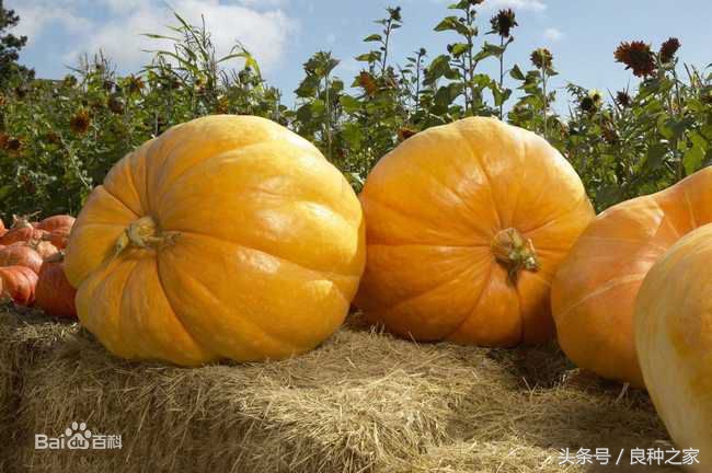 餐桌上常见的本土作物是什么,10种常见的粮食作物