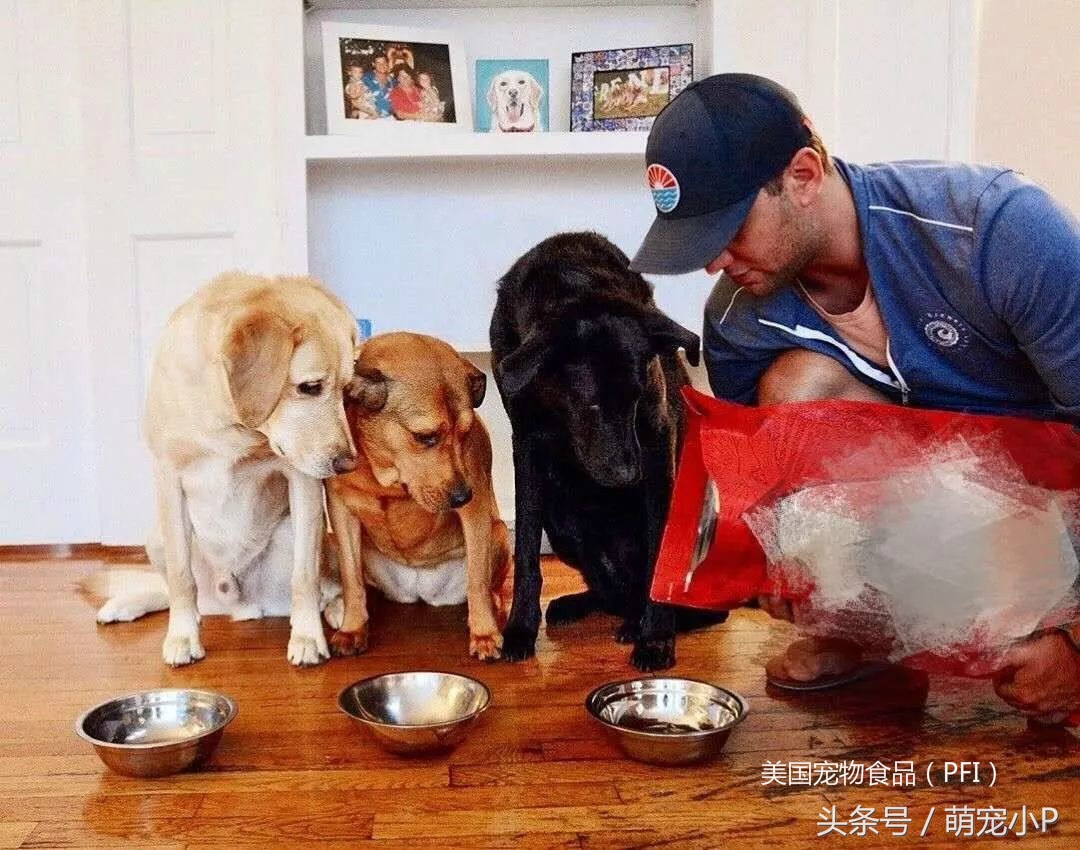 网红狗粮价格表,网红推荐的狗粮