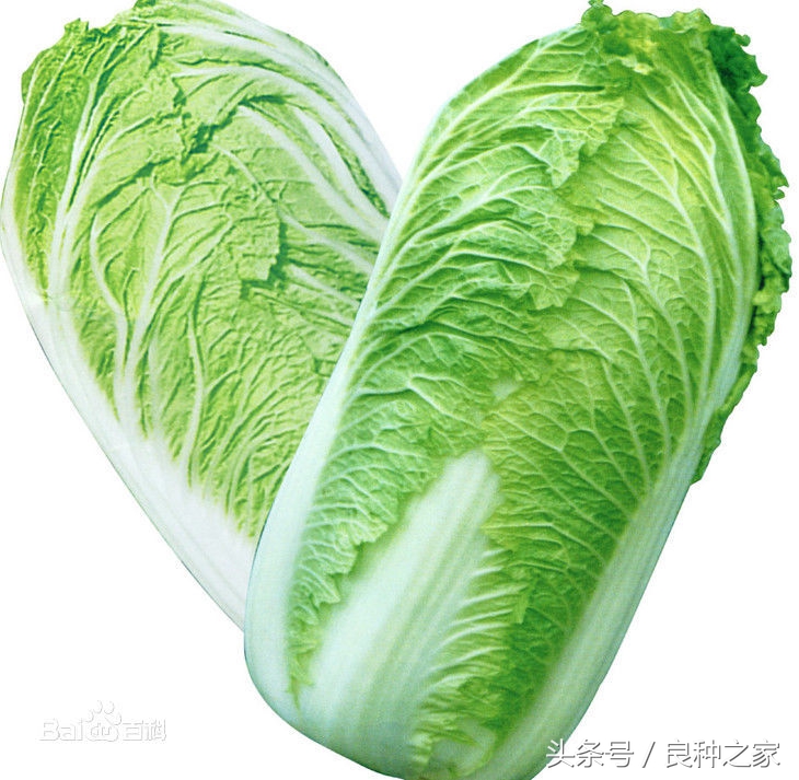 餐桌上常见的本土作物是什么,10种常见的粮食作物