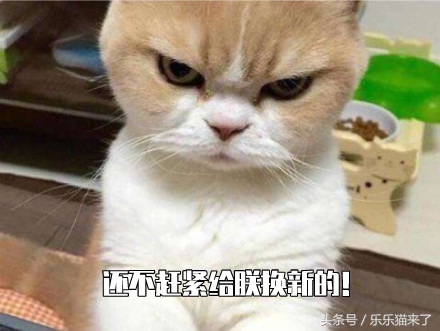 为什么我家猫咪不爱吃好主人猫粮,猫猫为什么不喜欢吃猫粮