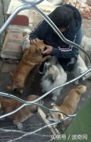 閲戞瘺绗煎瓙閲岀殑娉拌开,閲戞瘺鍜岀憻鐟熷彂鎶栫殑娉拌开