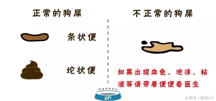 狗狗身体健康但是精神状态不好,狗狗便便健康的应该是什么颜色