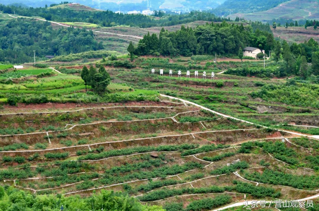 营山县老林镇众鑫泰花椒采摘,营山花椒产业园