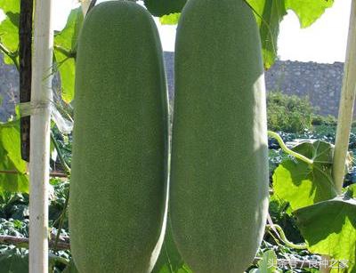 餐桌上常见的本土作物是什么,10种常见的粮食作物