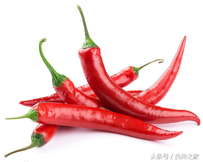 餐桌上常见的本土作物是什么,10种常见的粮食作物