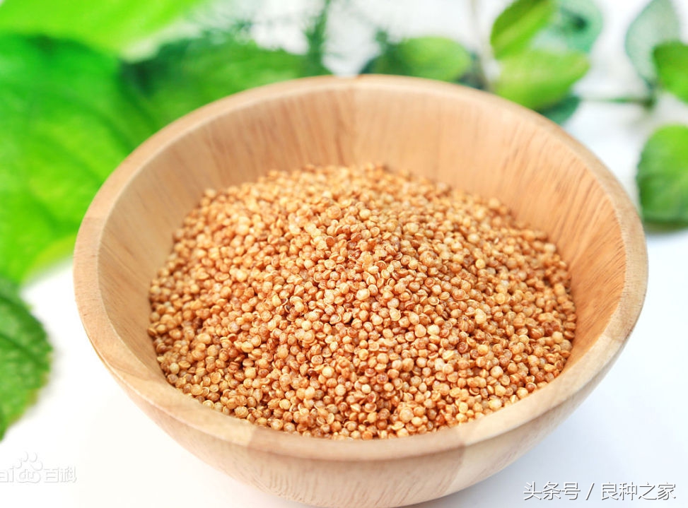 餐桌上常见的本土作物是什么,10种常见的粮食作物