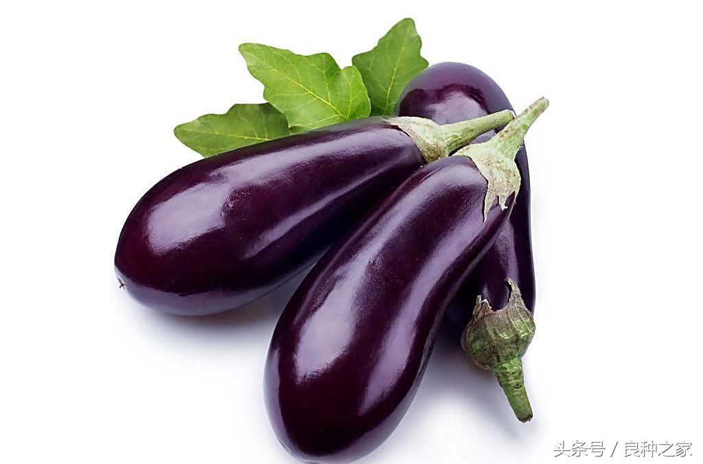 餐桌上常见的本土作物是什么,10种常见的粮食作物