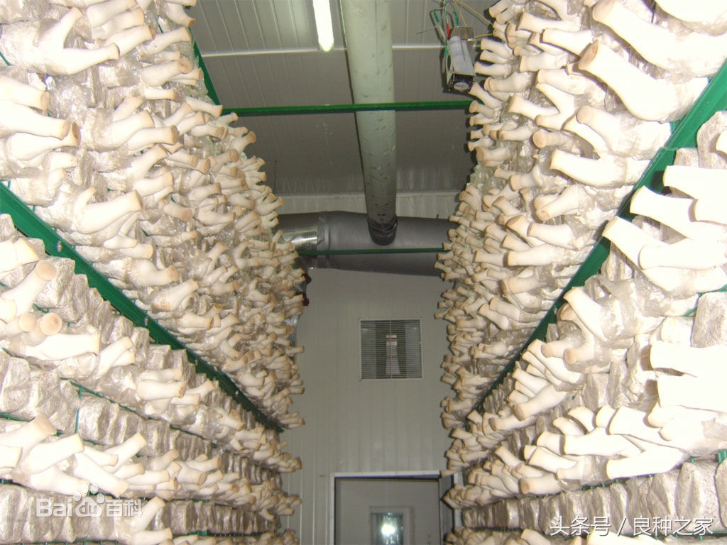 餐桌上常见的本土作物是什么,10种常见的粮食作物