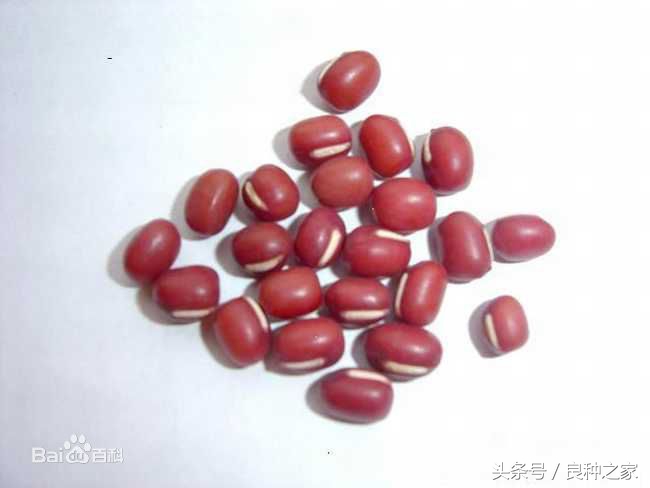 餐桌上常见的本土作物是什么,10种常见的粮食作物