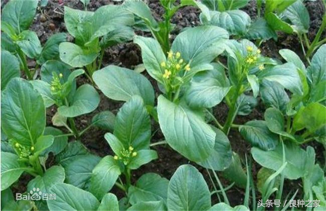 餐桌上常见的本土作物是什么,10种常见的粮食作物