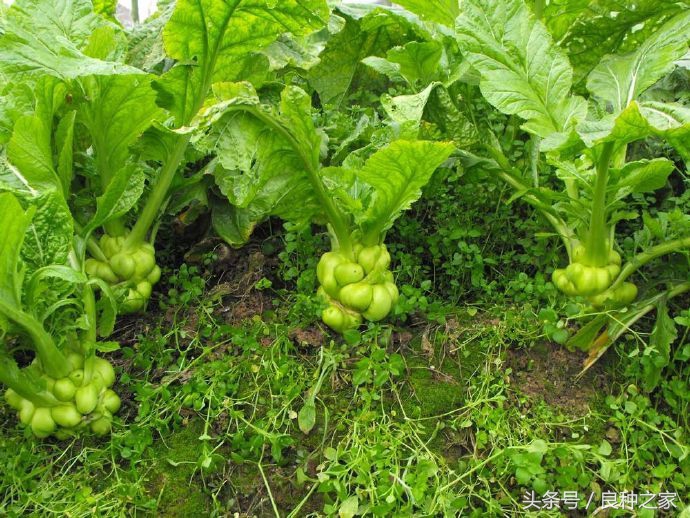 餐桌上常见的本土作物是什么,10种常见的粮食作物