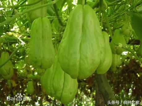 餐桌上常见的本土作物是什么,10种常见的粮食作物