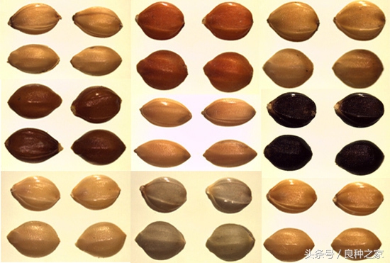 餐桌上常见的本土作物是什么,10种常见的粮食作物