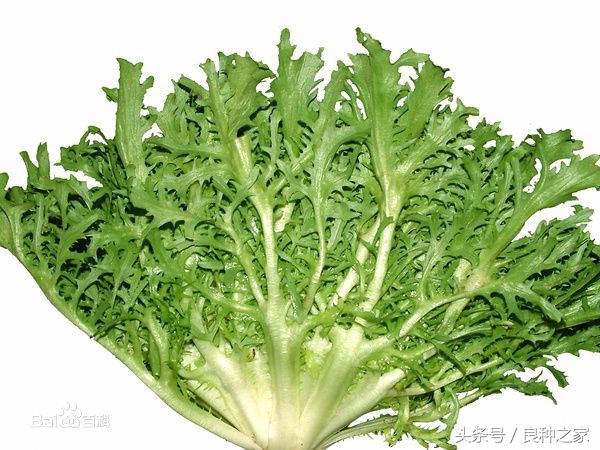 餐桌上常见的本土作物是什么,10种常见的粮食作物