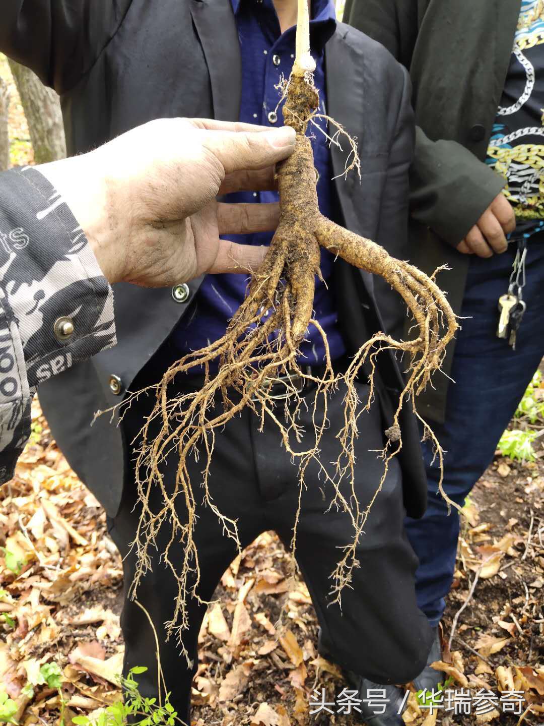 在原始森林找个地方种人参靠谱吗,原始森林的千年人参