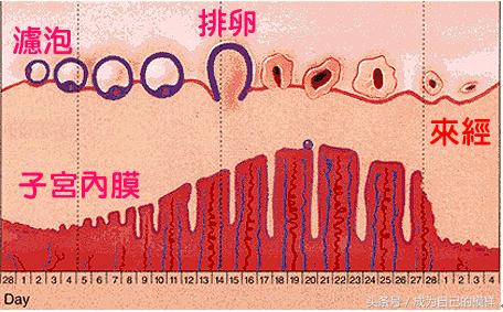 绝经后的女性不愿过夫妻生活原因