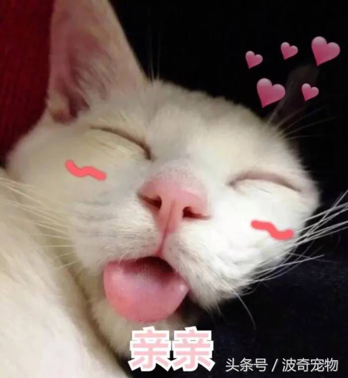 猫咪对着主人喵一声,猫咪对着主人叫但是没声音