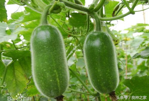 餐桌上常见的本土作物是什么,10种常见的粮食作物