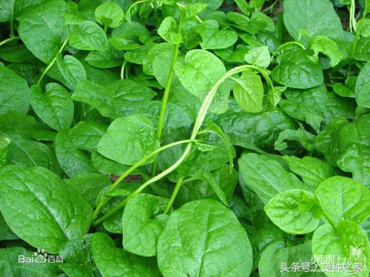 餐桌上常见的本土作物是什么,10种常见的粮食作物