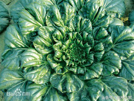 餐桌上常见的本土作物是什么,10种常见的粮食作物