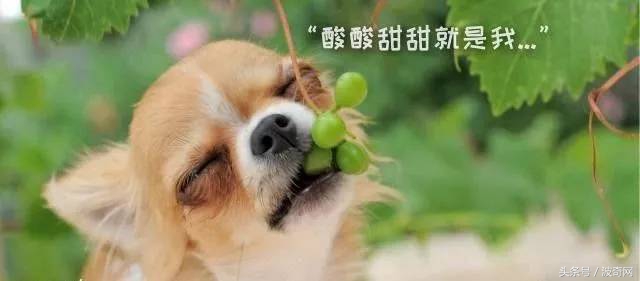 狗狗除了狗粮还可以吃的食物,狗狗除了喂狗粮还可以喂什么