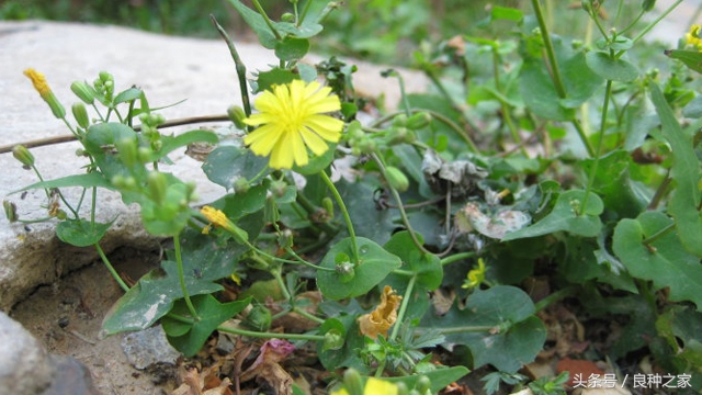 餐桌上常见的本土作物是什么,10种常见的粮食作物
