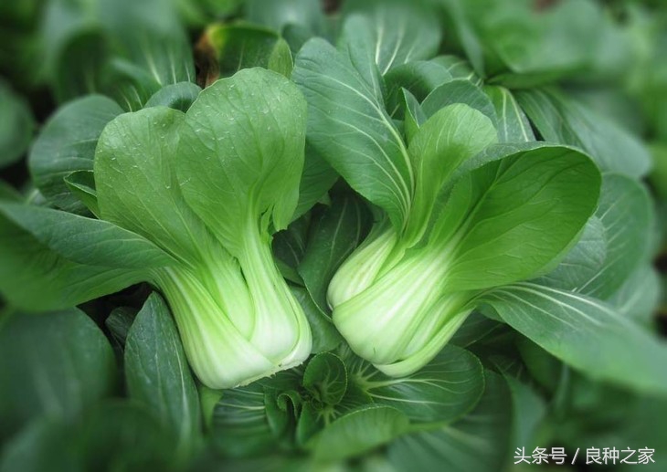 餐桌上常见的本土作物是什么,10种常见的粮食作物