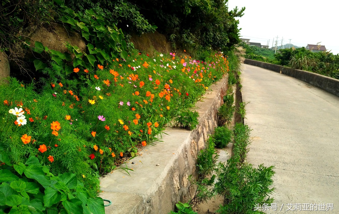 生活不止杯中的枸杞还有诗和远方 (生活不止有诗和远方 还有枸杞)