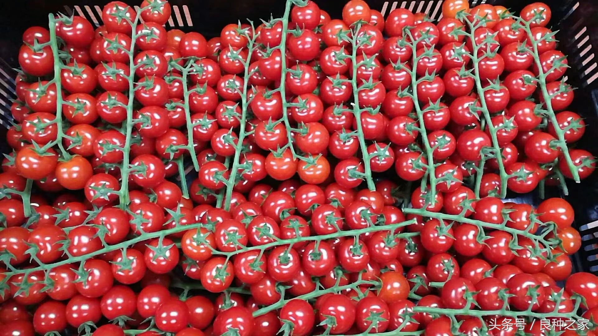 餐桌上常见的本土作物是什么,10种常见的粮食作物