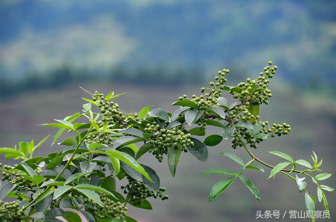 营山县老林镇众鑫泰花椒采摘,营山花椒产业园